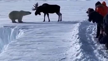 Fact Check: Video Of Fight Between Moose And Polar Bear In Alaska Is NOT Real -- AI Generated