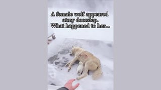 Fact Check: Video Does NOT Show A Real Story About A Man Helping A Mother Wolf Shot With An Arrow -- AI Generated