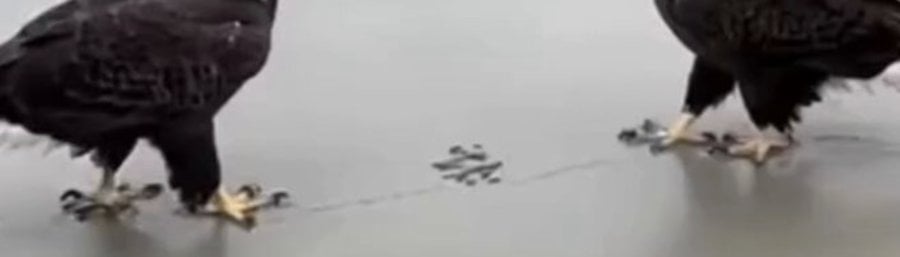 Screenshot 2025-11-14 at 9.53.41 AM.png