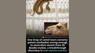 Fact Check: Scientists Have NOT Proved Camel Tears Are An Antidote For Venomous Snakebites