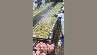 Fact Check: Video Of Vegetables, Fruits Being Spray-Painted In China Is NOT Real