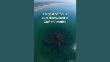 Fact Check: AI Video Of Giant 'Eclipse Octopus' In Gulf Of America Is NOT Real -- Not From Gulf Of Mexico Either
