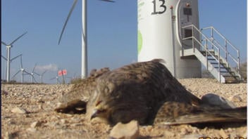 Fact Check: Windmills Are NOT Killing 'All Of Our Beautiful Bald Eagles' As Claimed By President Trump -- Post Shows Israeli Falcon