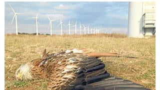 Fact Check: Photo Shared By President Trump In 'Eagles Going Down' Post Is NOT An Eagle -- It's A European Red Kite