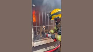 Fact Check: Fake Video Of Firefighter Rescuing A Mother Dog And Pups From Burning Building Is One Of Many AI Versions