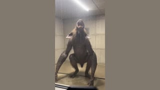 Fact Check: FAKE Video Shows Specimen 9X At Blackridge Containment Facility In Nevada