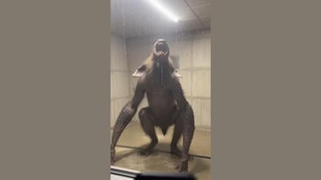 Fact Check: FAKE Video Shows Specimen 9X At Blackridge Containment Facility In Nevada