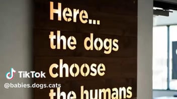 Fact Check: 'Dogs Choose The Humans' Videos Are Fake -- Made By AI Tools