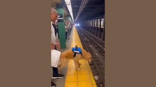 Fact Check: Fake Video Shows Man Saving Dog Who Fell On Subway Tracks 