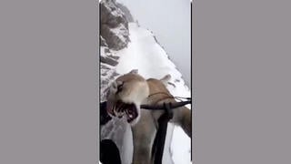 Fact Check: FAKE Video Shows Mountain Lion Attacking Biker On Snowy Path