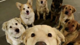 Fact Check: FAKE Selfie Of Seven Dogs Walking Together In China Is NOT Real Photo