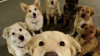 Fact Check: FAKE Selfie Of Seven Dogs Walking Together In China Is NOT Real Photo