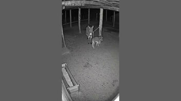 Fact Check: Fake CCTV Footage Shows Mother Donkey Defending Her Foal From Fox Attack -- It's AI-Generated