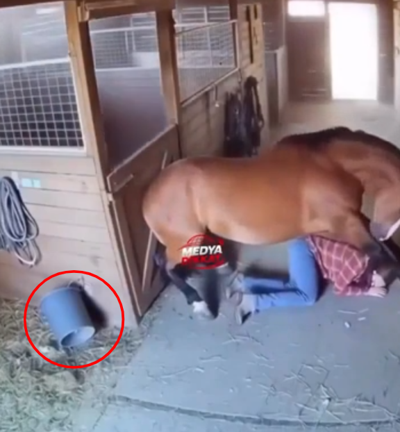 horse earthquake bucket.png