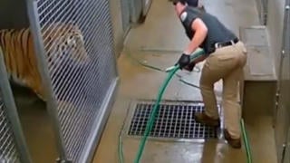 Fact Check: FAKE Video Shows Tiger Escaping Enclosure While Keeper Cleans With Hose