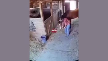 Fact Check: FAKE Video Of Horse Protecting Owner After Earthquake In Japan Is AI-Generated