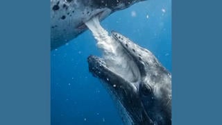 Fact Check: Fake Video Shows A Whale Calf Drinking A High-Velocity Stream Of Milk Squirting From Mother -- It's AI-Generated And Not Realistic