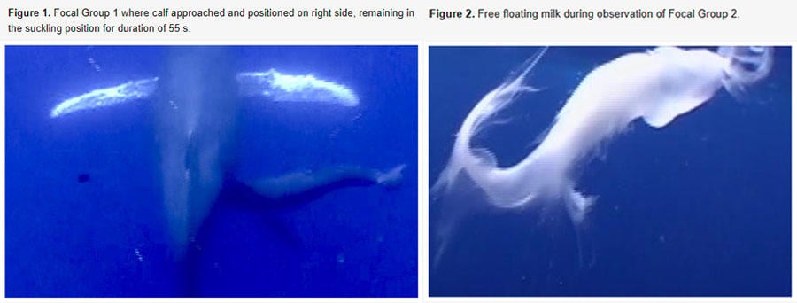 whalelactation.jpg