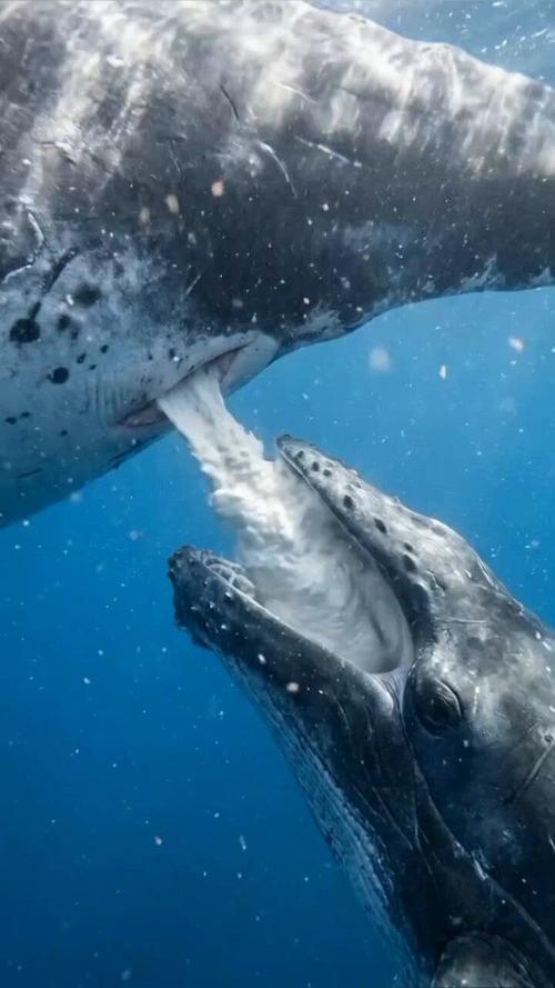 whalemilkthumbnail.jpg