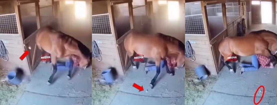 horse earthquake debris.png