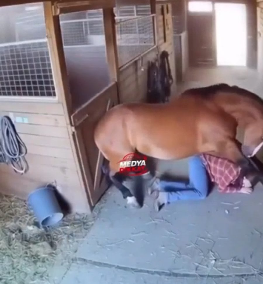 horse earthquake.png