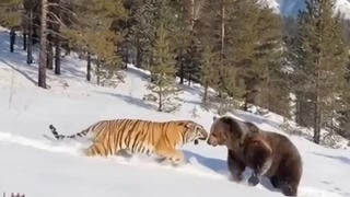 Fact Check: AI Video Of Bear Fighting Tiger Over Moose Carcass Is NOT Real Footage