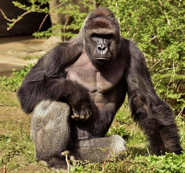 harambe.jpg