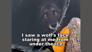 Fact Check: Fake Video Shows Person Rescuing A Submerged Wolf That Was Trapped Under Ice -- AI-Generated 