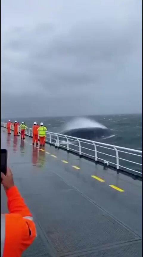 whalethumbnail.jpg