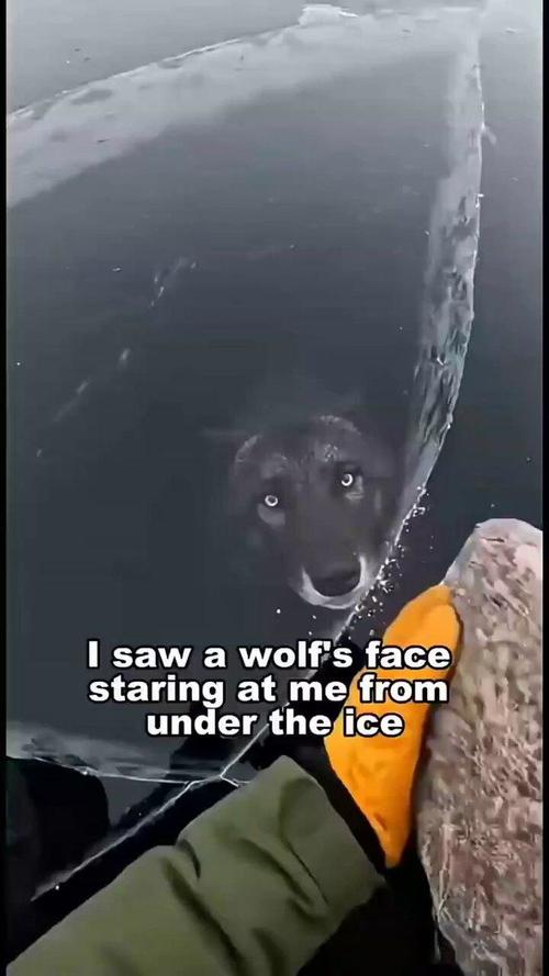 wolfthumbnail.jpg