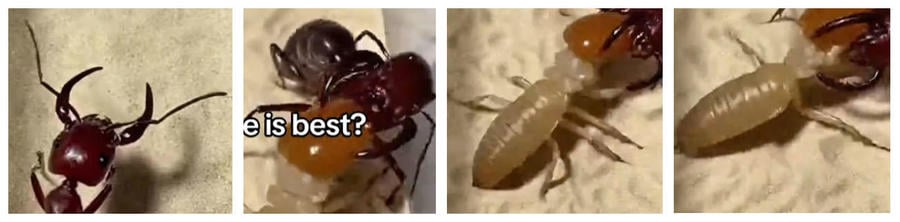bugscompare.jpg