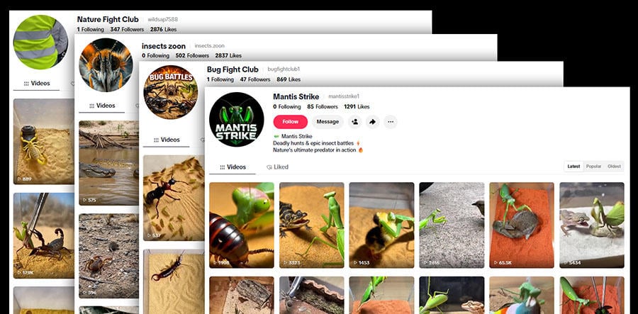 insectwarscopycats.jpg