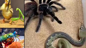 Prebunk: AI Insect, Animal Fight Videos Have Bugs In Them -- Stop Fakes From Crawling Through
