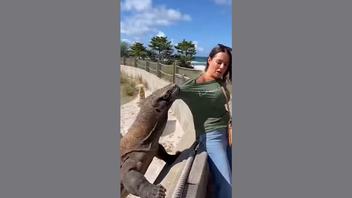 Fact Check: FAKE Video Does NOT Show Real Komodo Dragon Attack -- It Is AI-Generated