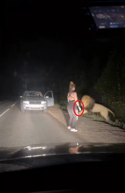 lionwatchon.png
