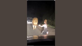 Fact Check: FAKE Video Of Lion Reuniting With Caretaker Is AI-Generated