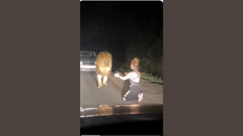 Fact Check: FAKE Video Of Lion Reuniting With Caretaker Is AI-Generated