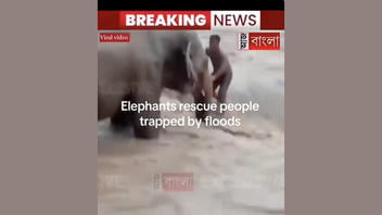 Fact Check: Video Of Elephant Rescuing Man Does NOT Show Nepal Floods -- It Was Filmed In India Weeks Earlier