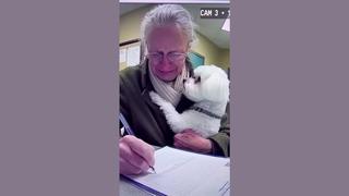 Fact Check: FAKE Video Shows Evelyn Tearfully Saying Goodbye To Her Dog Snowbell At Meadow Creek Animal Services In Harrisburg, Pennsylvania