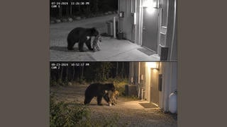 Fact Check: FAKE Images Illustrate Story Of Bear Carrying Injured Animals To Wildlife Center -- Images Are AI-Generated