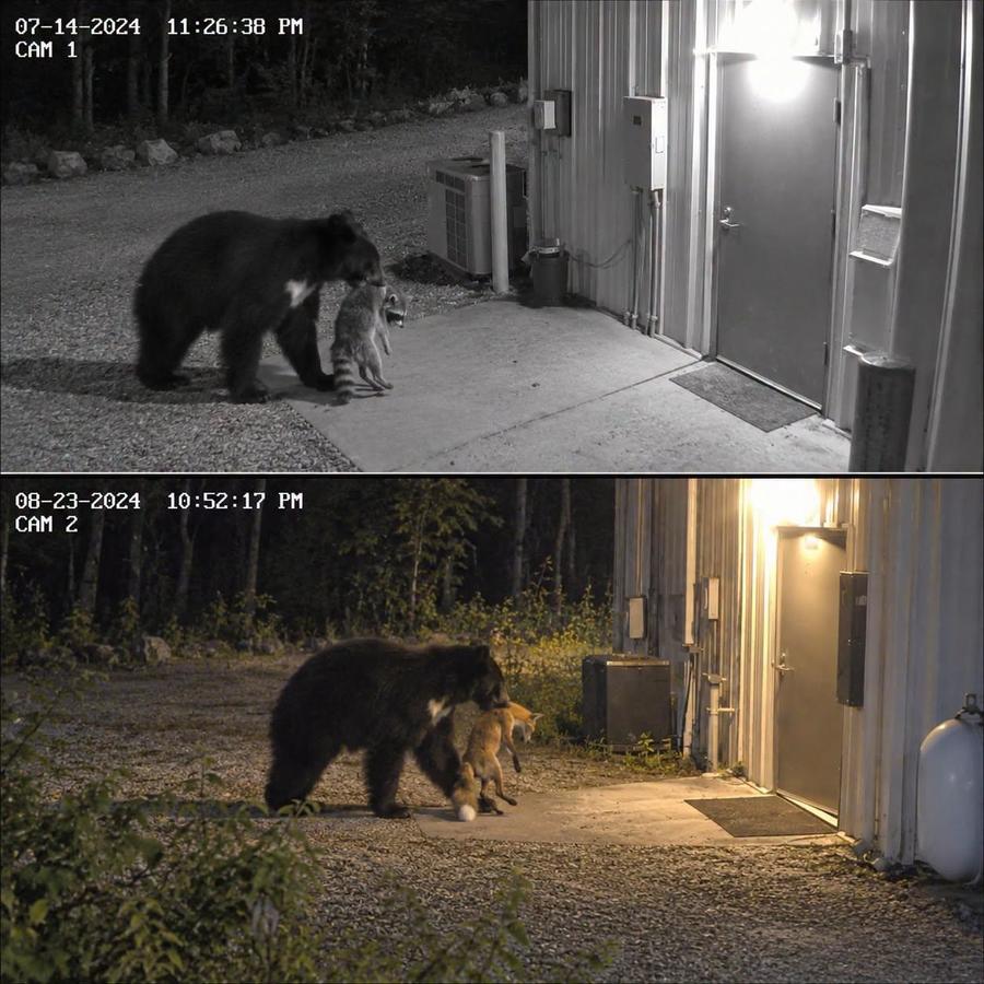 wildlife.jpg