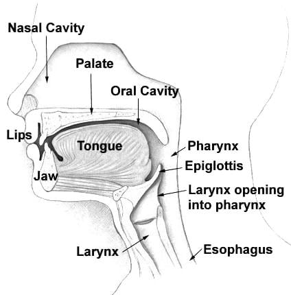 Illu01_head_neck.jpg
