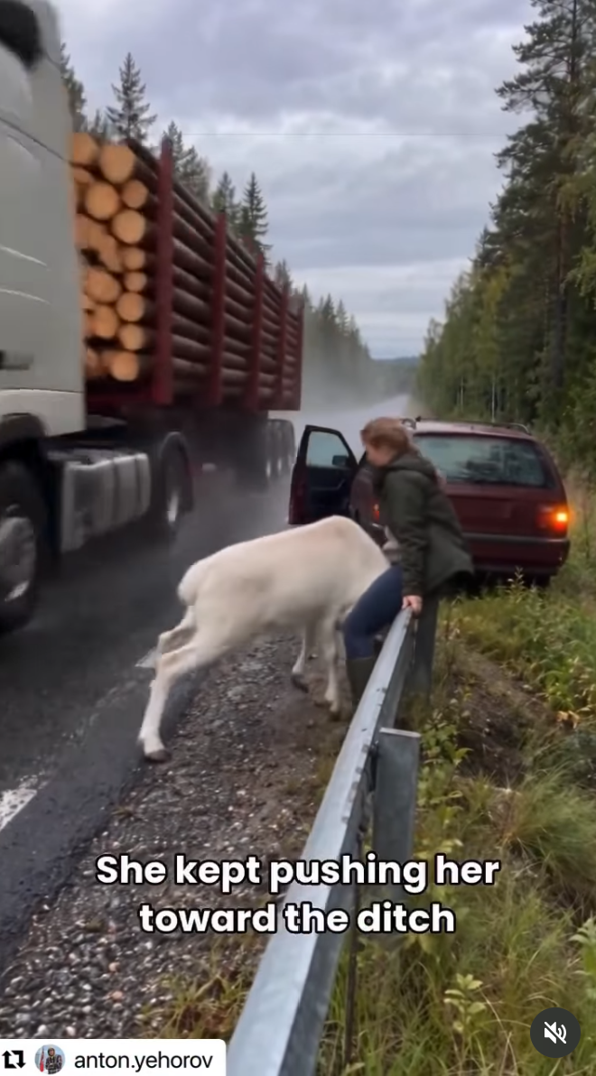 baby white reindeer post.png