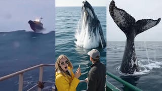 Prebunk: AI-Generated Videos Of Ships Encountering Whales Are Digital Fisherman's Tales -- Boatloads Of Whale-Sized Fin Fiction
