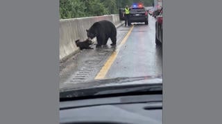 Fact Check: FAKE Video Shows Officer Helping Mother Bear Free Her Stuck Cub -- It is AI-Generated