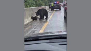 Fact Check: FAKE Video Shows Officer Helping Mother Bear Free Her Stuck Cub -- It is AI-Generated