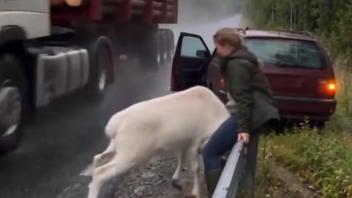 Fact Check: FAKE Video Shows Woman Rescuing White Baby Reindeer -- It's AI