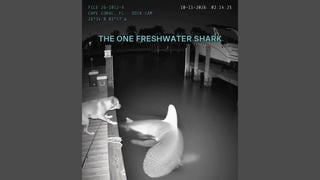 Fact Check: FAKE Security Camera Video Shows A Large Bull Shark Near Dock In Cape Coral, Florida, Is AI-Generated