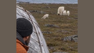 Fact Check: FAKE Video Of Man Who Rescues, Raises, Releases Injured Polar Bear Cub -- It's From An AI Content Maker