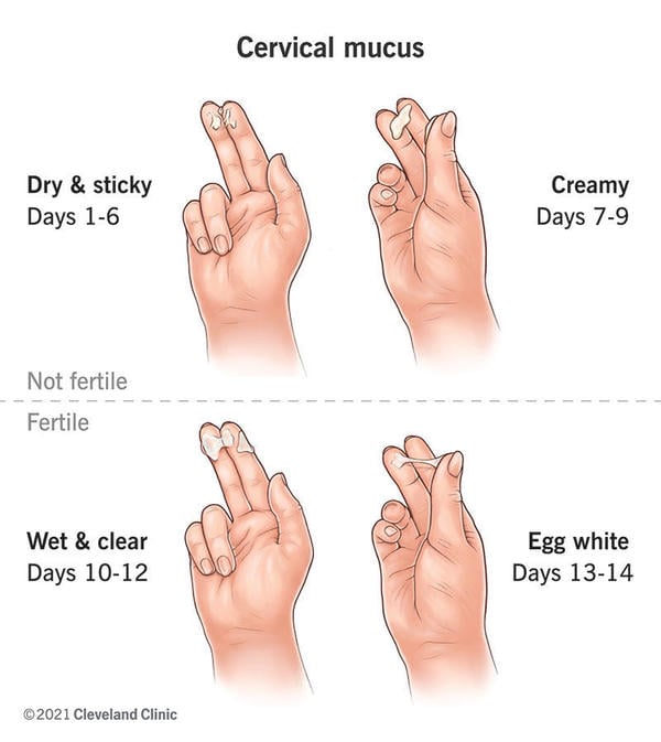 21957-cervical-mucus.jpg